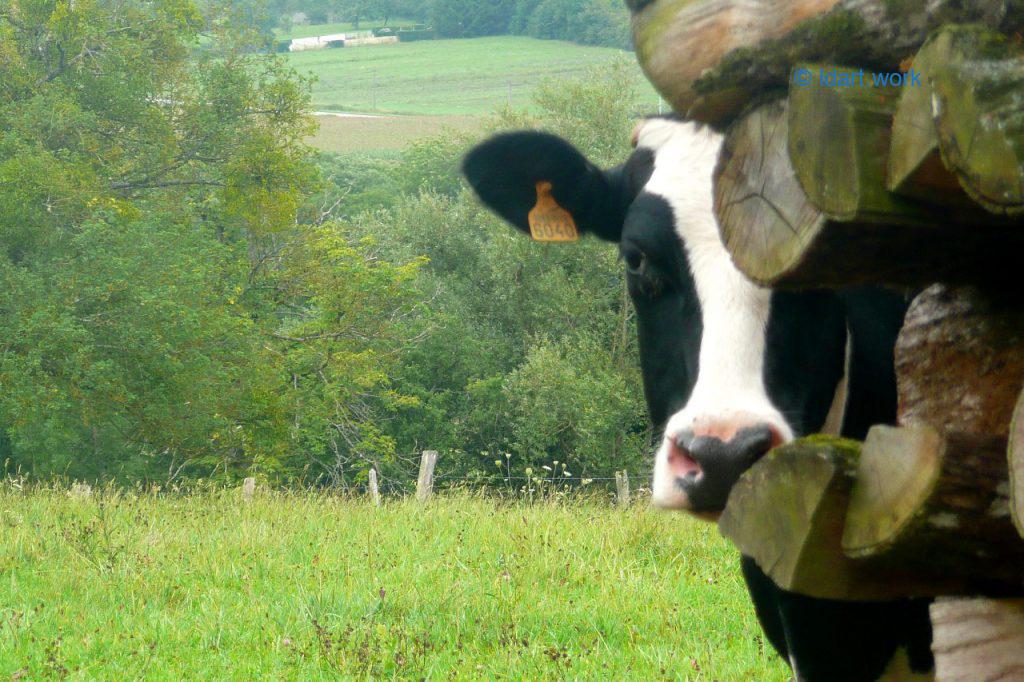 30 unique.s photos: Canada, Costa Rica, France, Mexico, USA 10 photo of a cow, France