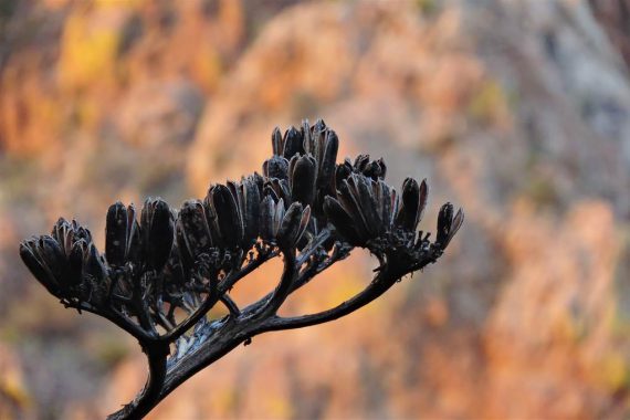 photo at big bend