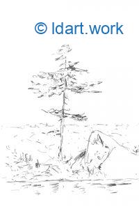 drawing a pine tree 3