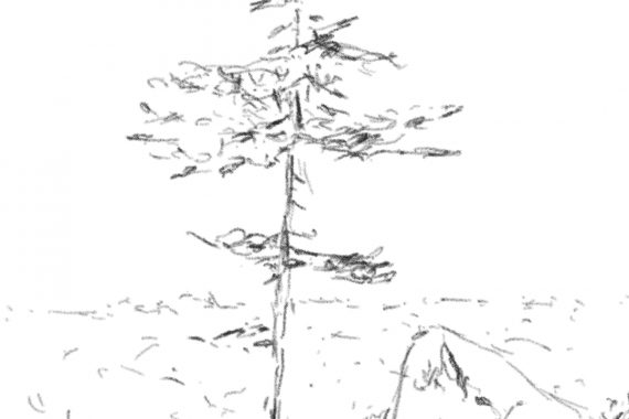 Drawing a pine tree - Dessiner un pin | Reflexion 041422 2