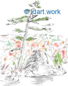 drawing a pine tree