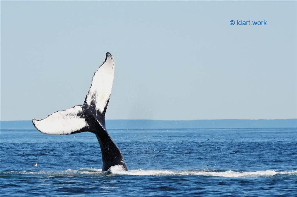 baleine à bosse