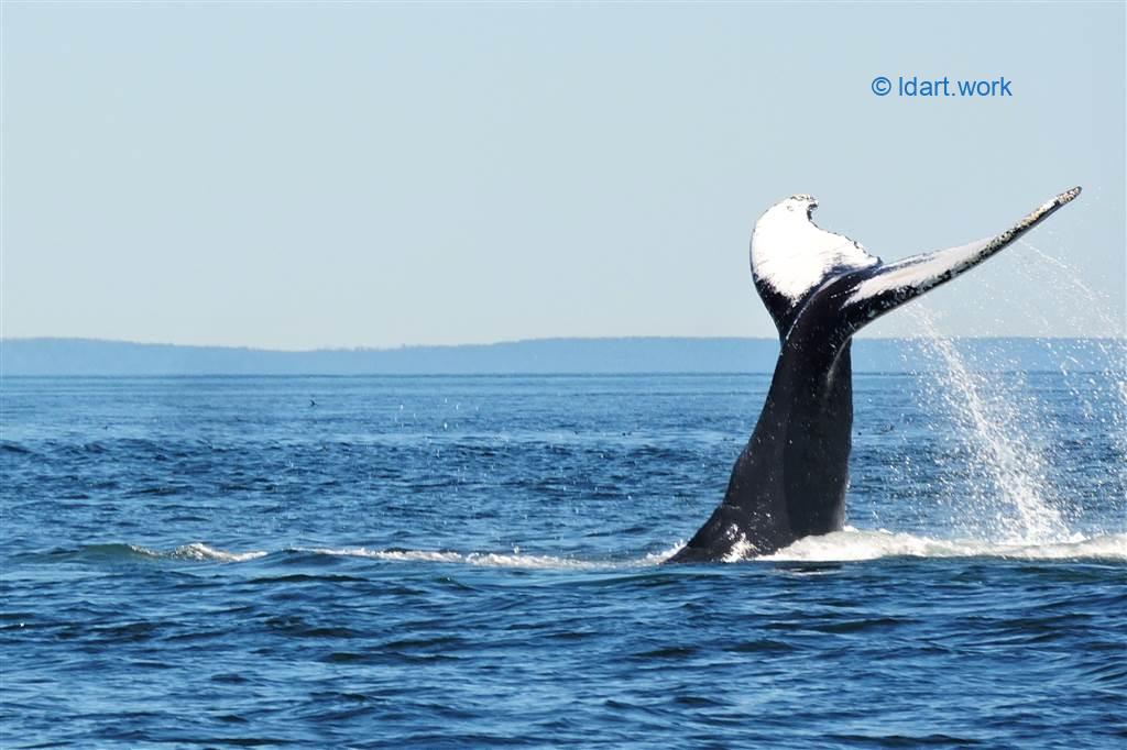 baleine à bosse