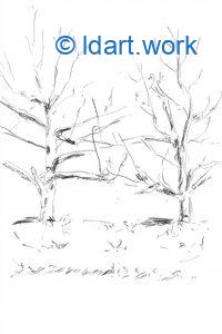 Drawing apple trees