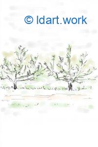 Drawing apple trees - Dessiner 2 pommiers | Reflexion 091522 3