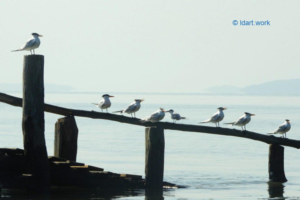 30 unique.s photos: Canada, Costa Rica, France, Mexico, USA 11